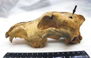 archeozoologia